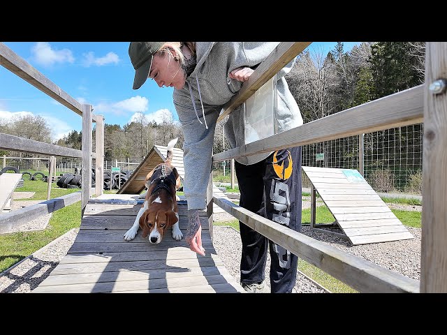 VI BESÖKER EN RIKTIGT SCHYST HUNDPARK class=