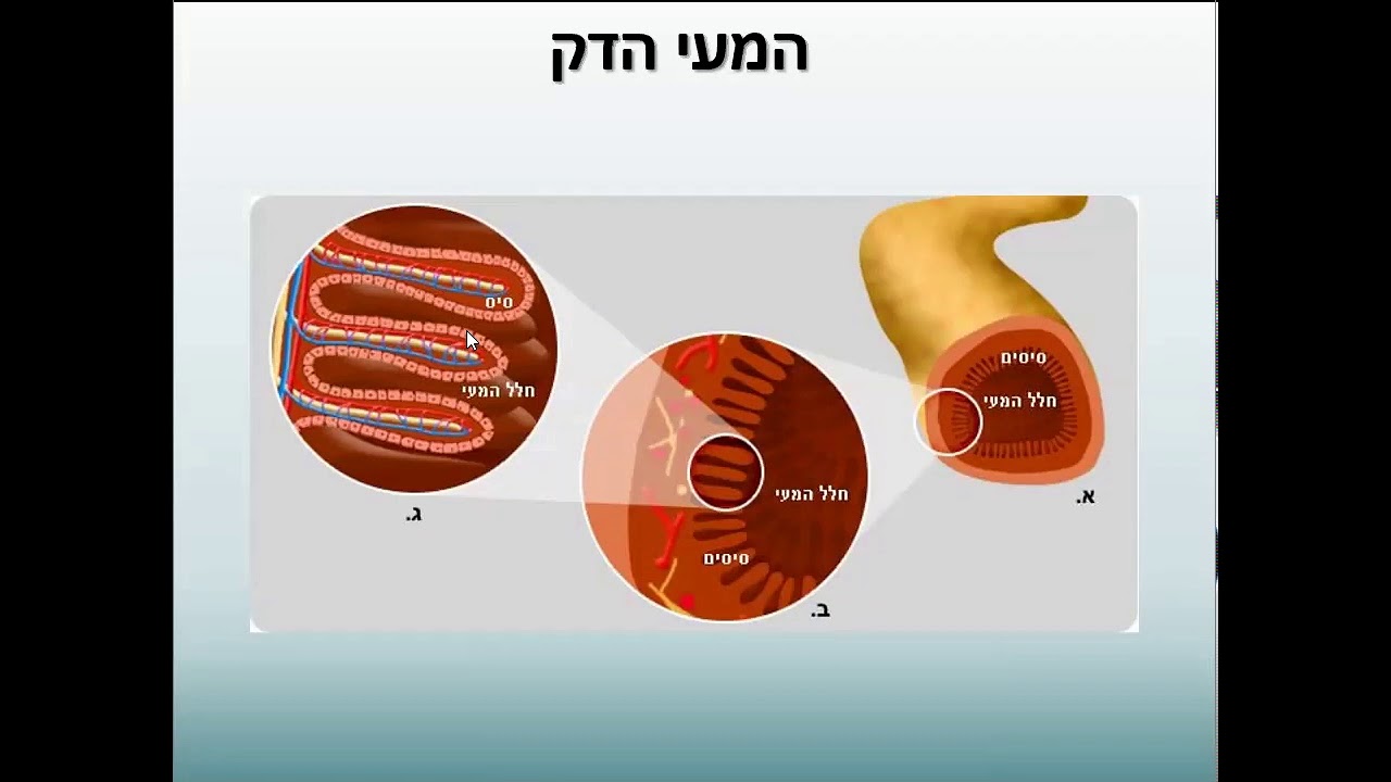 מערכת העיכול 2