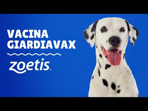 Βίντεο: Giardia εμβόλιο για σκύλους