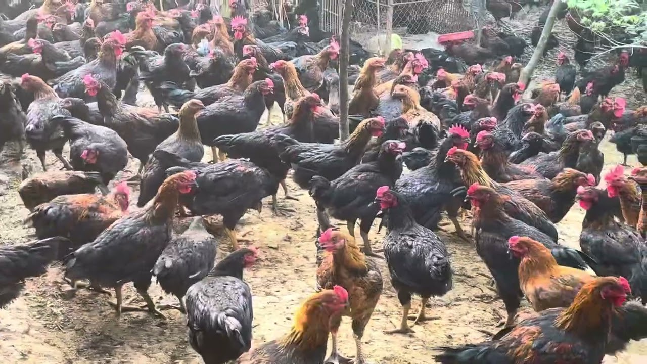 Gà lai chọi Hoà Bình 70 ngày tuổi. Cung cấp giống 0346081583