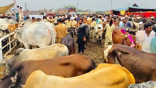 Wednesday Latest Update Lahore Bakra Mandi Shahpur Kanjra || Cow Mandi 2021