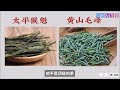 十大绿茶EP6：黄山毛峰，徽州黄山地区的名茶