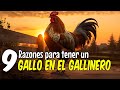 9 razones para tener un gallo en el gallinero🐓