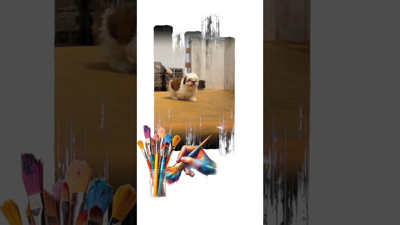 SHITZHU Puppies for sale ❤️ [Adorable & Affordable Price] 