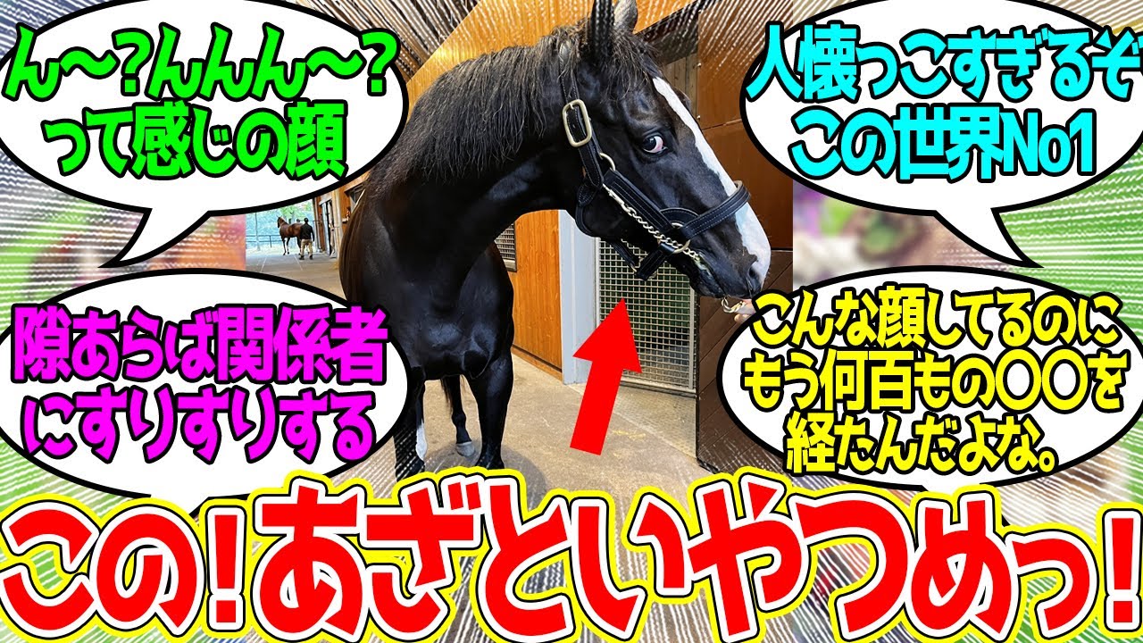Equinox ← Everyone's reaction to the horse that only shows its
