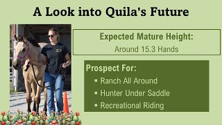 FOR SALE: MU All Dolled Up - 2024 Appendix AQHA Filly - Training Highlight
