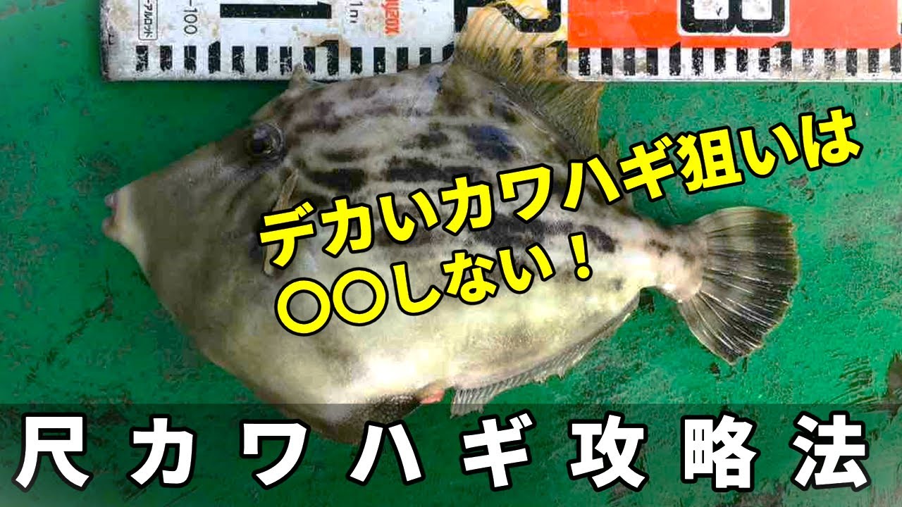 大型カワハギ釣りの攻略法！それは〇〇しない