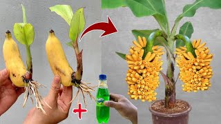 Special Secret To Planting Bananas Tree From Bananas Fruit To Get Fruit Quickly 100%