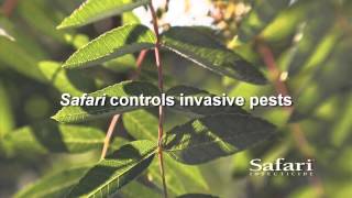 Benefits Of Nufarm Safari Insecticide