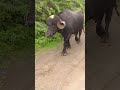 #jafarabadi_buffelo_bull #subscribe #animals #bull #shortvideo #buffelo_bull