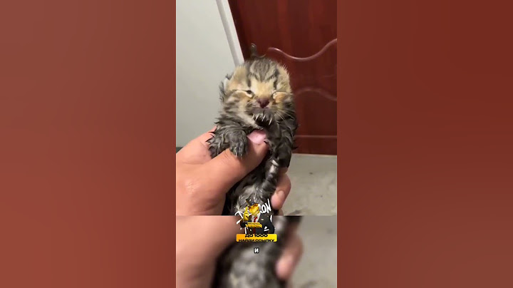 Котёнок чуть не погиб