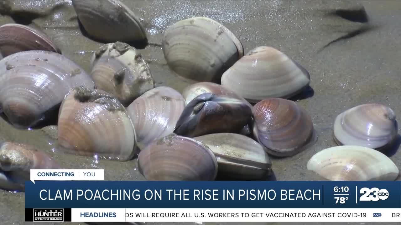 Clam poaching on the rise in Pismo Beach YouTube