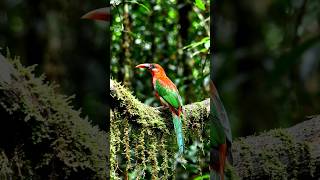 #MOST BEAUTIFUL BIRD IN WORLD PLAYING #birds #birdsounds #rarebird #birdfreaks #birdworld #viral