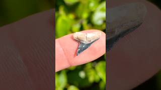 Prehistoric Great Hammerhead Shark tooth fossil I found exploring through an ancient Florida ocean!