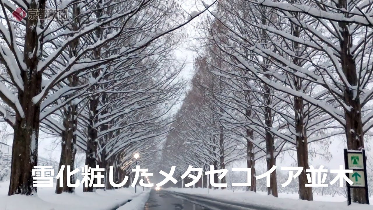 雪が降り積もって幻想的なメタセコイア並木（2024年1月24日 滋賀県高島