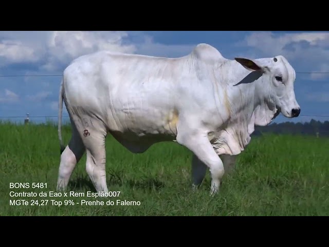 Lote 4   Leilão Virtual Especial Bonsucesso