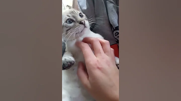 Watch the video about Bengal Cat snow Lynx Love #bengalcat #snowlynx #cat #cutecat #blueeyes #snow #lovecats