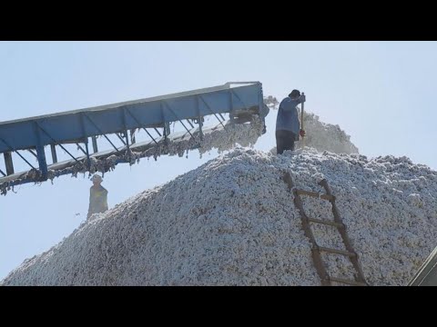 Uzbekistan addresses forced labour in state-run cotton industry