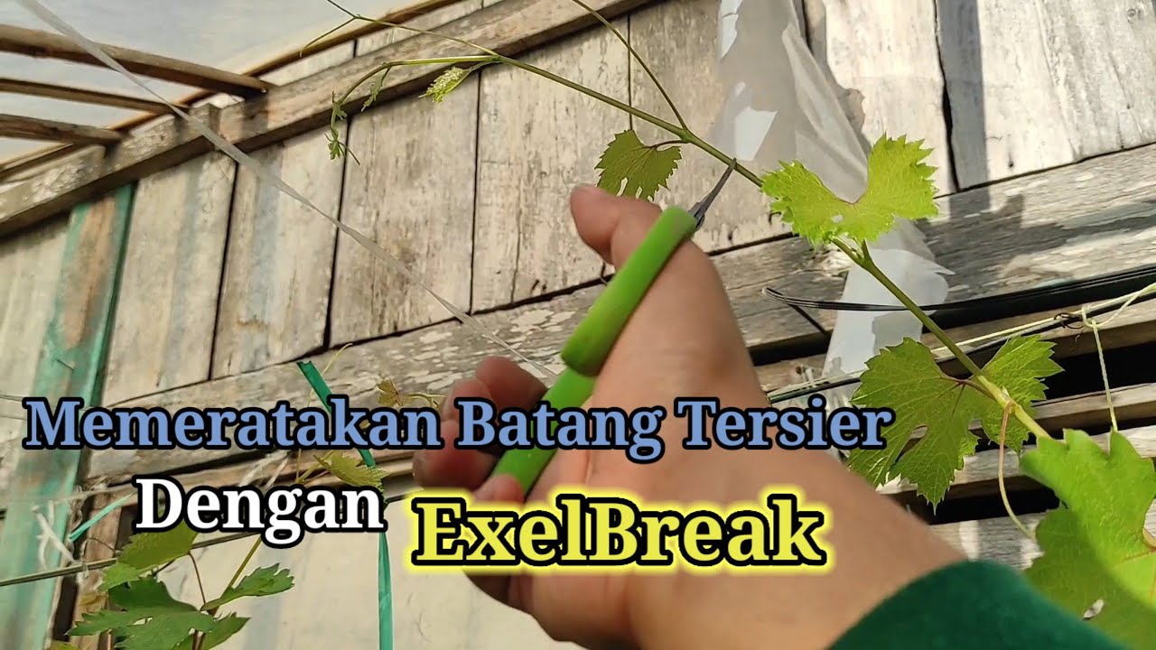Pemerataan Tersier Dengan Excelbreak// Anggur Harold