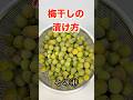 初めてでも上手に出来る梅干しの作り方（その①）／Super easy! How to pickle umeboshi #小梅の漬け方#梅干しの漬け方#梅干し#簡単梅干しの漬け方#梅干し#抗酸化作用