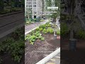 Houston's World Cup walkability