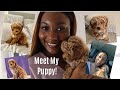 I got an 8 week old puppy + day in the life with a puppy vlog! 🐶 MEET KARSON 🎀