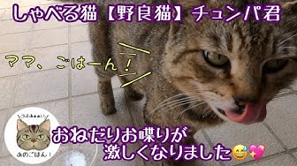 しゃべる猫 Youtube しゃべる猫 Youtube
