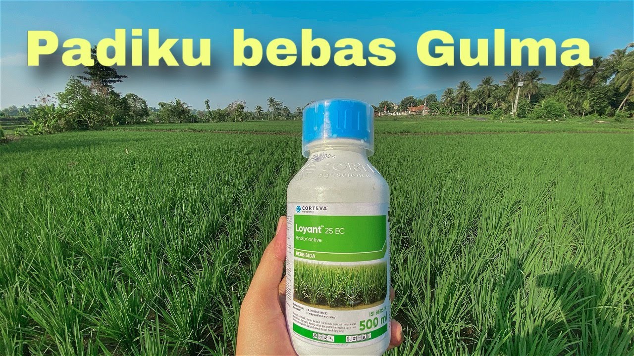 Herbisida Adalah, Pengendalian Gulma, Pertanian, Efektif, Produktivitas Tanaman, Jenis Herbisida, Herbisida Kontak, Herbisida Sistemik, Herbisida Selektif, Penggunaan Herbisida, Dampak Herbisida, Tips Penggunaan Herbisida, Herbisida Ramah Lingkungan