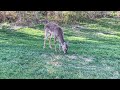 Young deer and 2 ducks eating together - you can the young bucks antlers starting