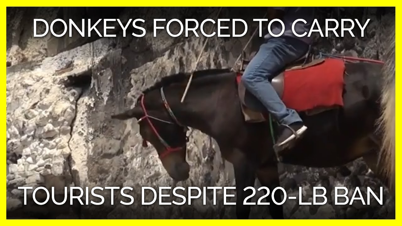 investigation discovery en vivo Donkeys Still Forced to Carry Tourists Up Steps Despite 220-Pound Ban