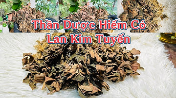 Lan Kim Tuyến Rừng | Thần Dược Cho Bách Bệnh