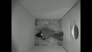 Nestbox 20180523/22:00 - 1435 frames with movement