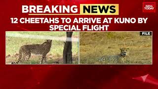 Kuno National Park In M.p To Get More Cheetahs, 12 Cheetahs From Namibia To Arrive On Feb 18
