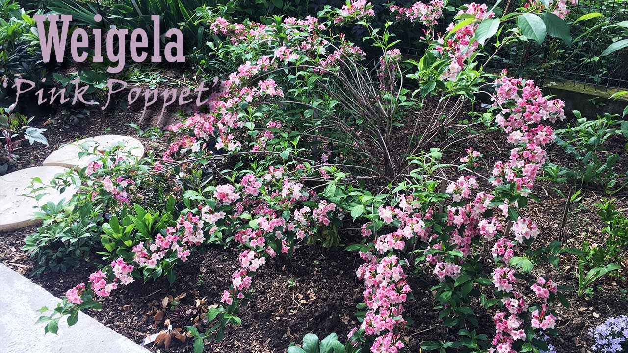 🌸 Weigela Pink Poppet - Just like pink fireworks!  | What’s Blooming in May 2023 | zone 7b