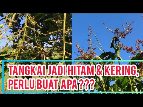 Video: Apa Itu Kumbang Buah Kering: Cara Mengobati Kumbang Getah