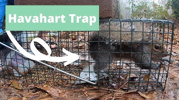 Squirrel Havahart Trap Catch