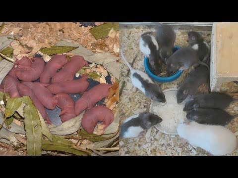 Декоративные крысы от рождения до 5 недель