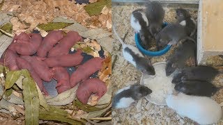Декоративные крысы от рождения до 5 недель