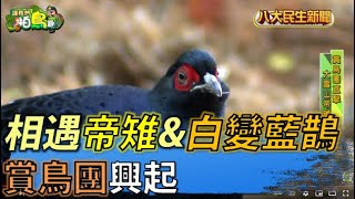 相遇帝雉&白變藍鵲 賞鳥團興起 |【讓我們拍鳥趣】| 2022071401 @gtvnews27