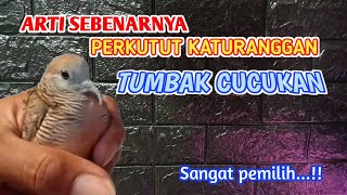 Perkutut Tumbak Cucukan arti dan filosofi nya