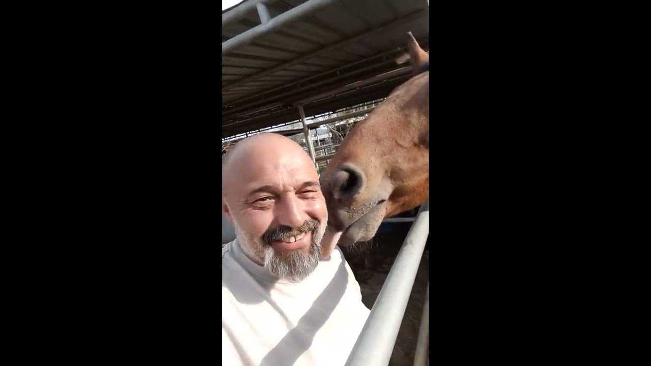 Horse Attacks Man