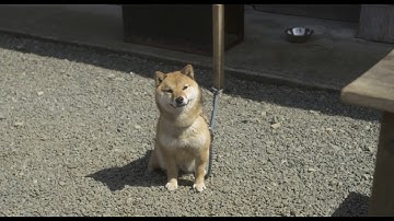 映画「しゃぼん玉」予告編