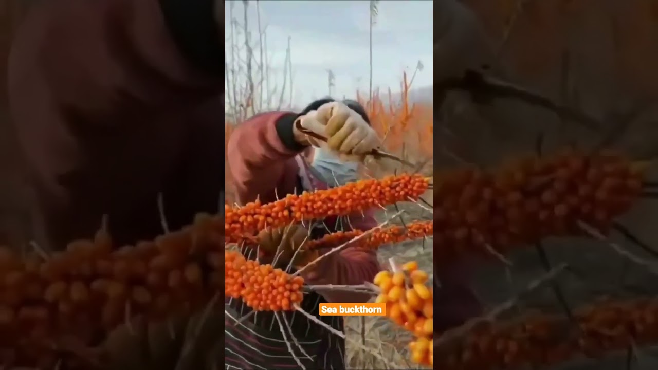 #seabuckthorn