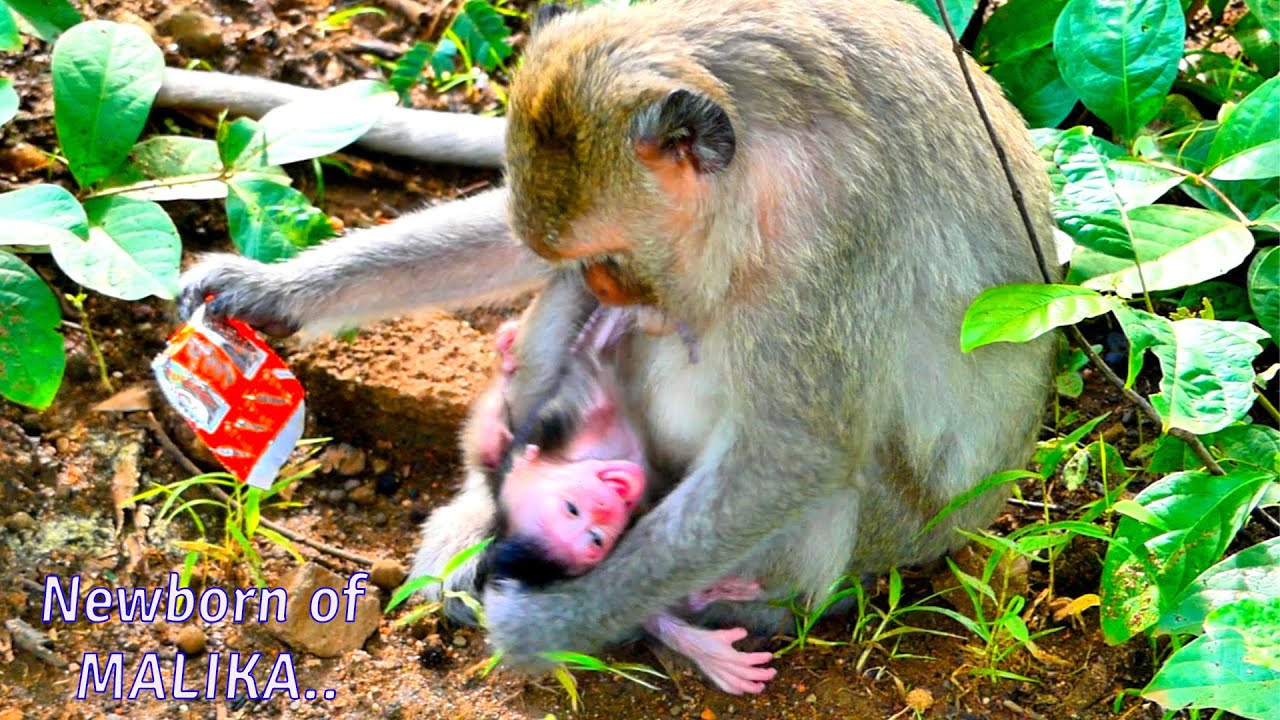 Sadly!, Mother MALIKA maybe hurt nips reject milk newborn baby crying painful
