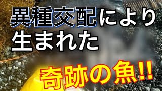 幻の魚！？異種交配で生み出された珍魚を捌く！《キンダイ》