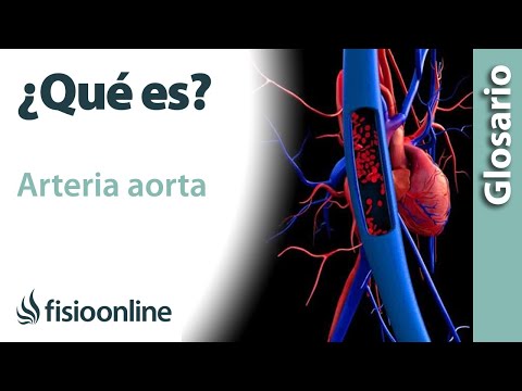 AORTA | Qué es, ubicación, recorrido, ramificaciones y lesiones