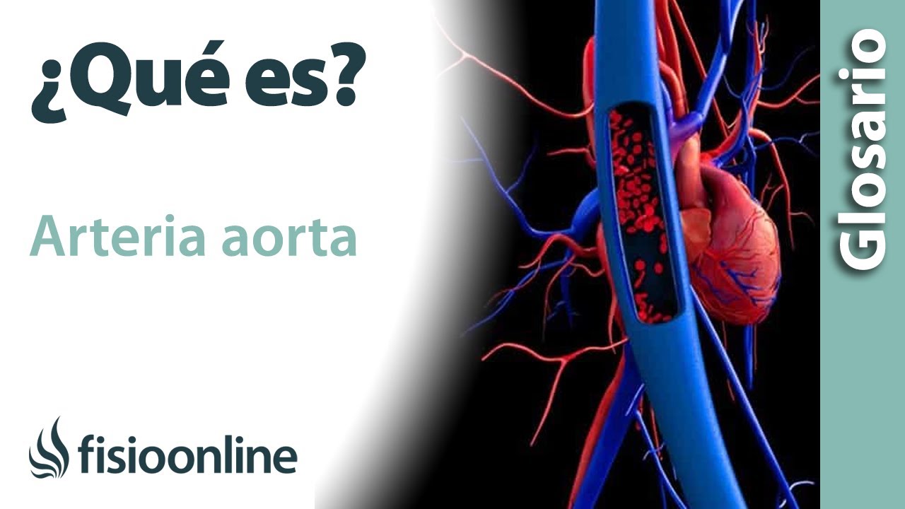 AORTA Qu Es Ubicaci n Recorrido Ramificaciones Y Lesiones YouTube aorta-qu-es-ubicaci-n-recorrido-ramificaciones-y-lesiones-youtube