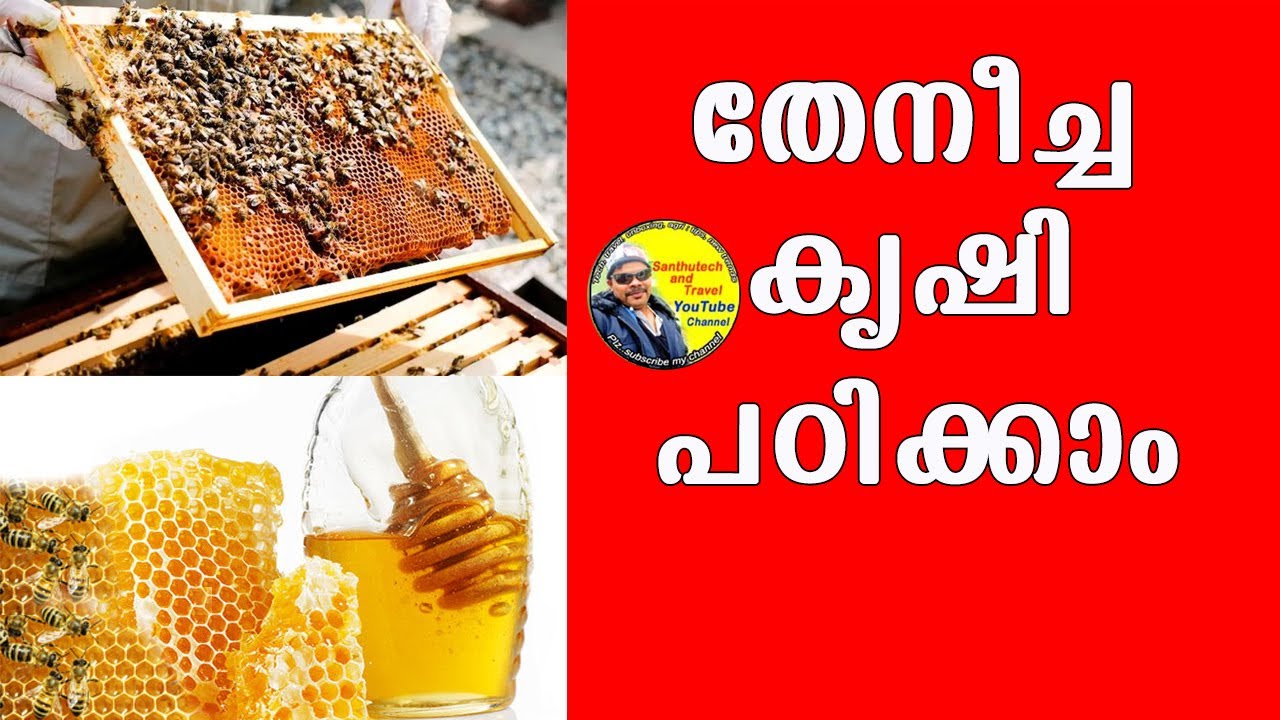 തേനീച്ച കൃഷി പഠിക്കാം.  