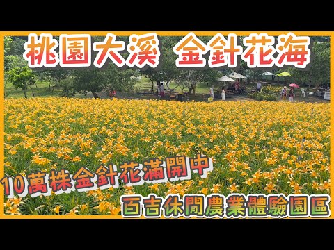 2023 桃園大溪10萬株金針花盛開 I 百吉休閒農業體驗園區 I 北部最大的金針花海秘境 I 不用到花東也能觀賞美麗的金色花毯