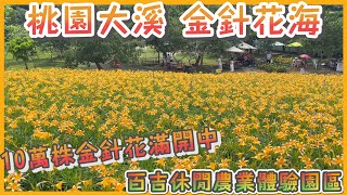 2023 桃園大溪10萬株金針花盛開I 百吉休閒農業體驗園區I 北部 ... 